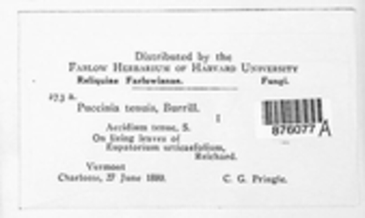 Puccinia tenuis image